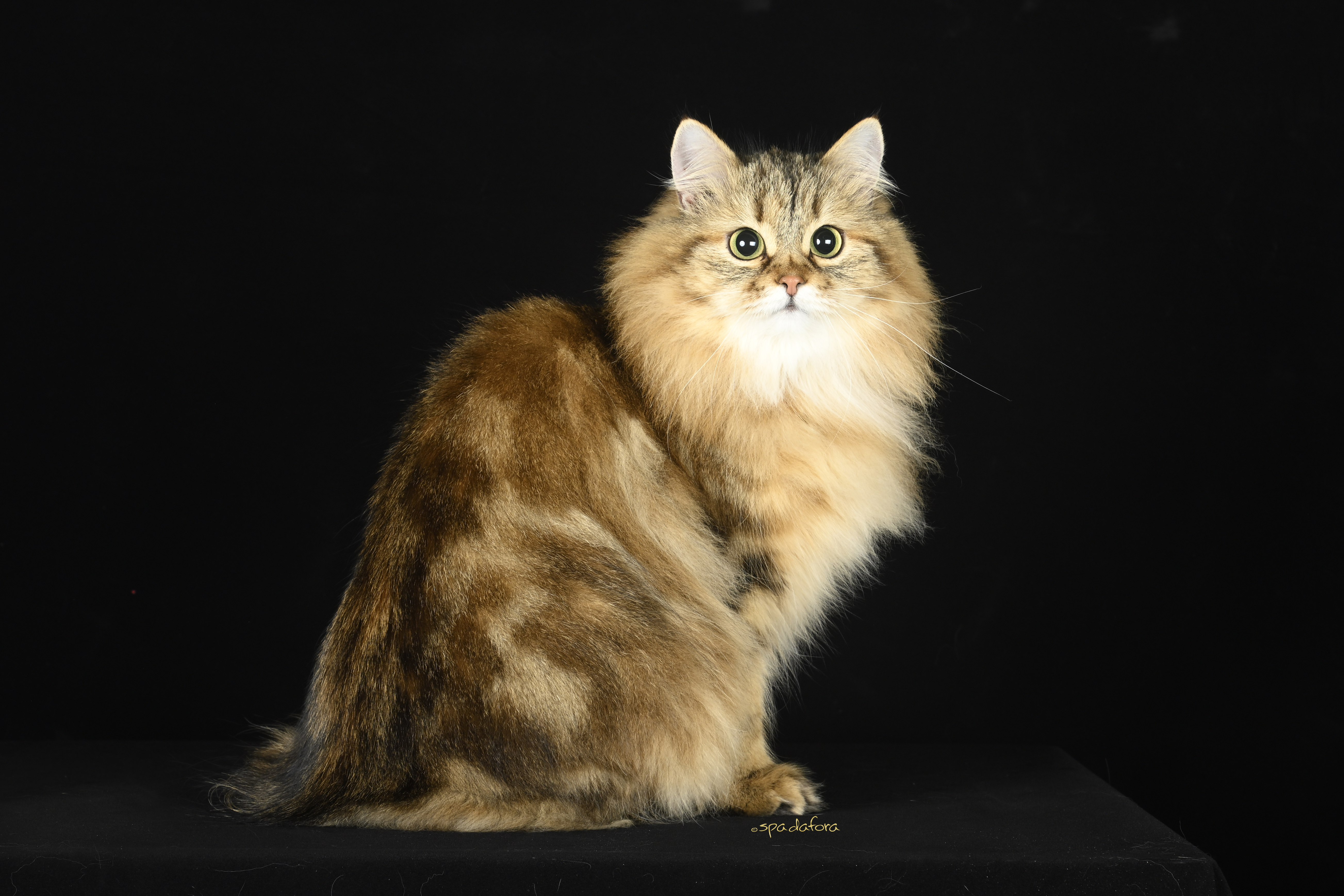 WonderlandElves Moondancer